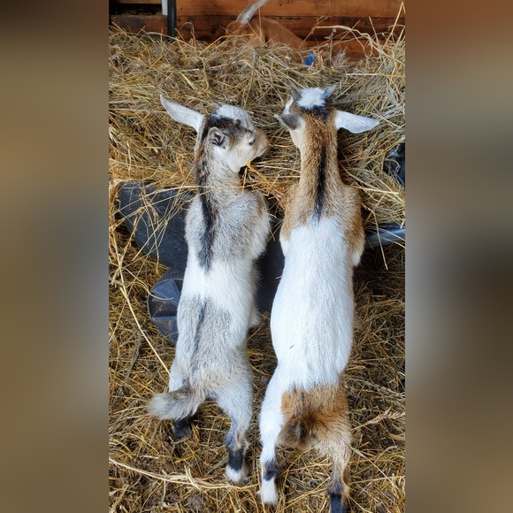 Meet your Posher, Joanne - Picture 2 of 2